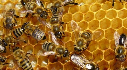 Nem zártak jó évet a méhészek