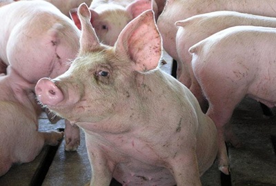 Újabb 26 ezer sertés elpusztításáról döntött a romániai állategészségügyi és élelmiszerbiztonsági szakhatóság