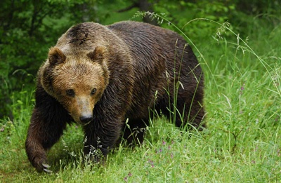 Magyar állampolgárra támadt egy medve Székelyföldön
