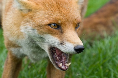 Szombaton kezdődik vadon élő rókák veszettség elleni vakcinázása