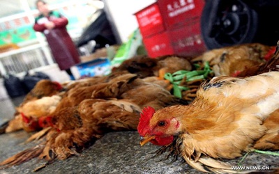 Bulgária: betiltották a madarak vadászatát a madárinfluenza miatt