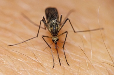 Gyógyszerrel csökkentették a szúnyogok vérszomját