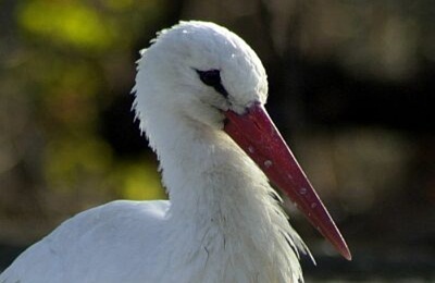 Fehér gólyák megmentésére indítottak akciót