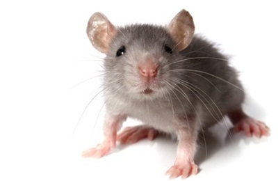 Megvan az öregedés ellenszéruma? Az egereken működik!