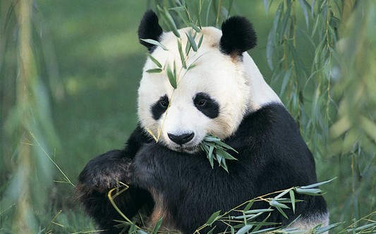 Ezért nem lesz kínai panda a prágai állatkertben