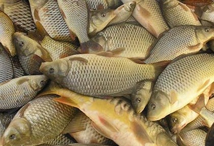 Harmincmillió forintból halasít idén a Tisza Horgászegyesület