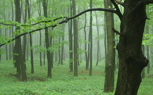 Felhőalapú erdészeti alkalmazást fejleszt a Pannónia Kft.