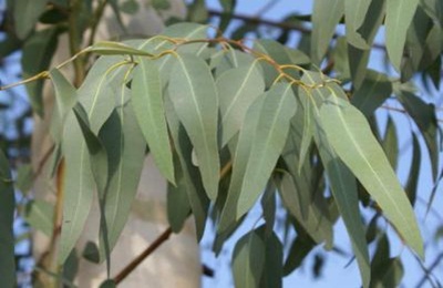 Itt az új arany-lelőhely: az eukaliptusz fa levele!