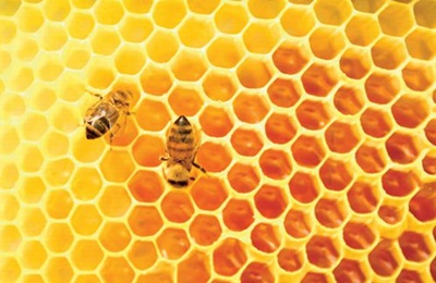 Milliárdokat számít a méhészkedés
