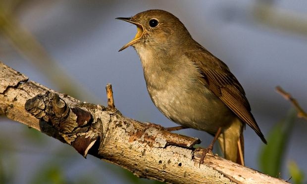 Kevesebb a madárfióka a Körös-Maros Nemzeti Parkban
