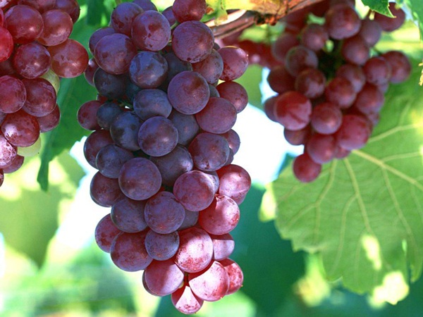 E hónaptól változott a szőlőtelepítési támogatás igénylése