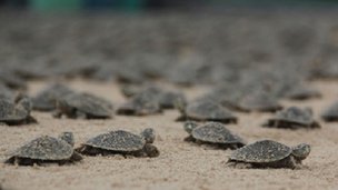 A homokban található mikroműanyag is veszélyezteti a teknősöket