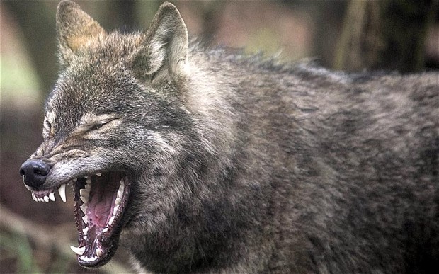 Chilis mellénnyel védik meg a finn kutyákat a farkasoktól