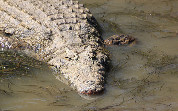 Őskori krokodilfajt neveztek el a Motörhead néhai énekeséről 
