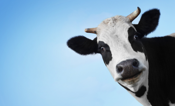 Lehetséges a szarvasmarhák metánkibocsátásának csökkentése