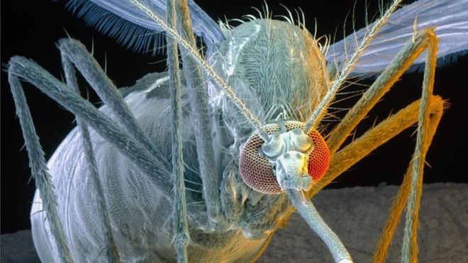 Zikaláz - A FAO készen áll a nemzetközi beavatkozásra a Zika-vírus ellen