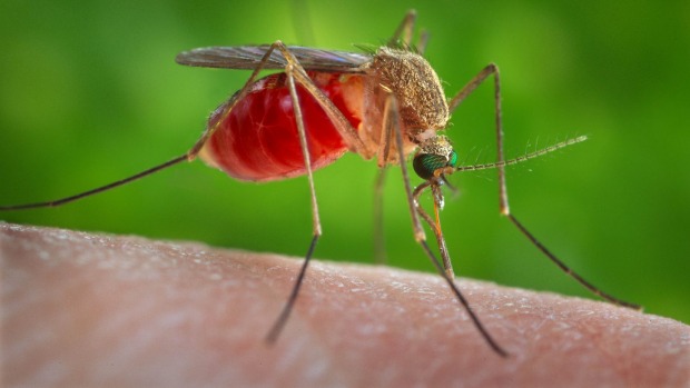 Ezeken a térségeken folytatódik a szúnyogirtás
