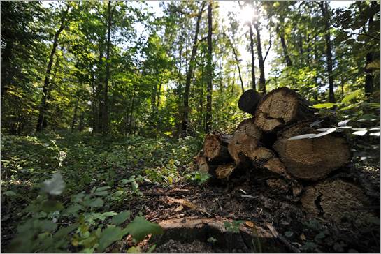 Új törvénymódosítás erdőterületek növeléséért