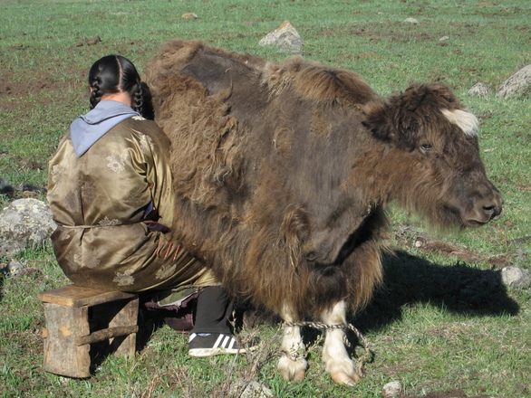 Mongólia, a mezőgazdasági lehetőségek országa