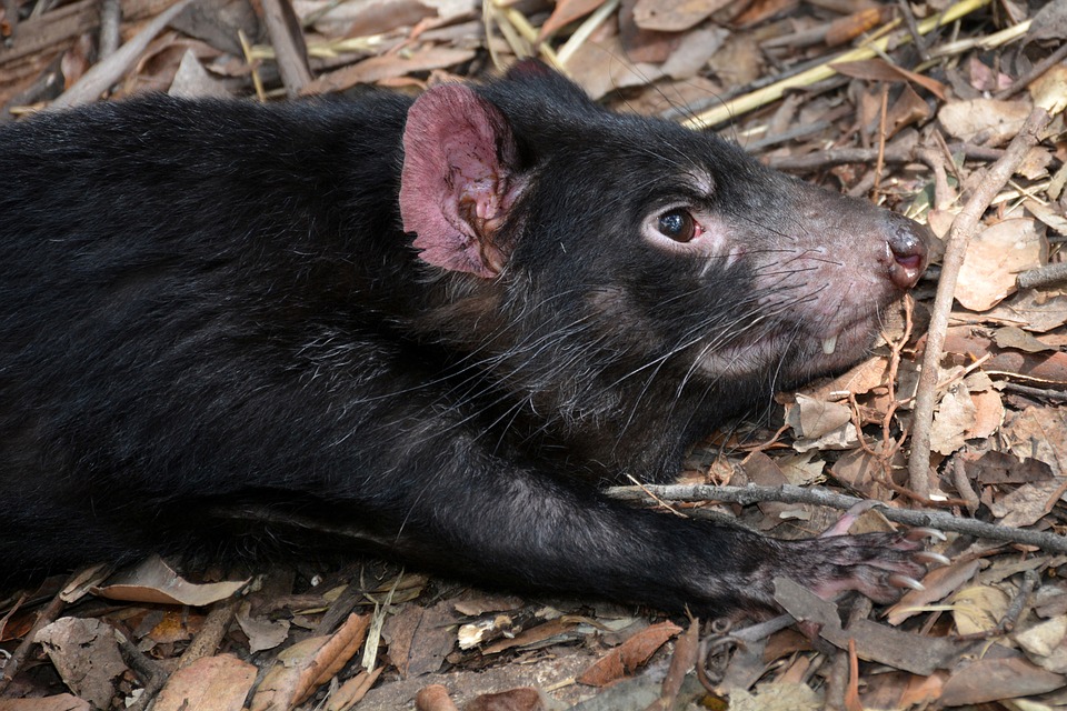 A tasmán ördög anyateje szuperbaktériumokat képes leküzdeni