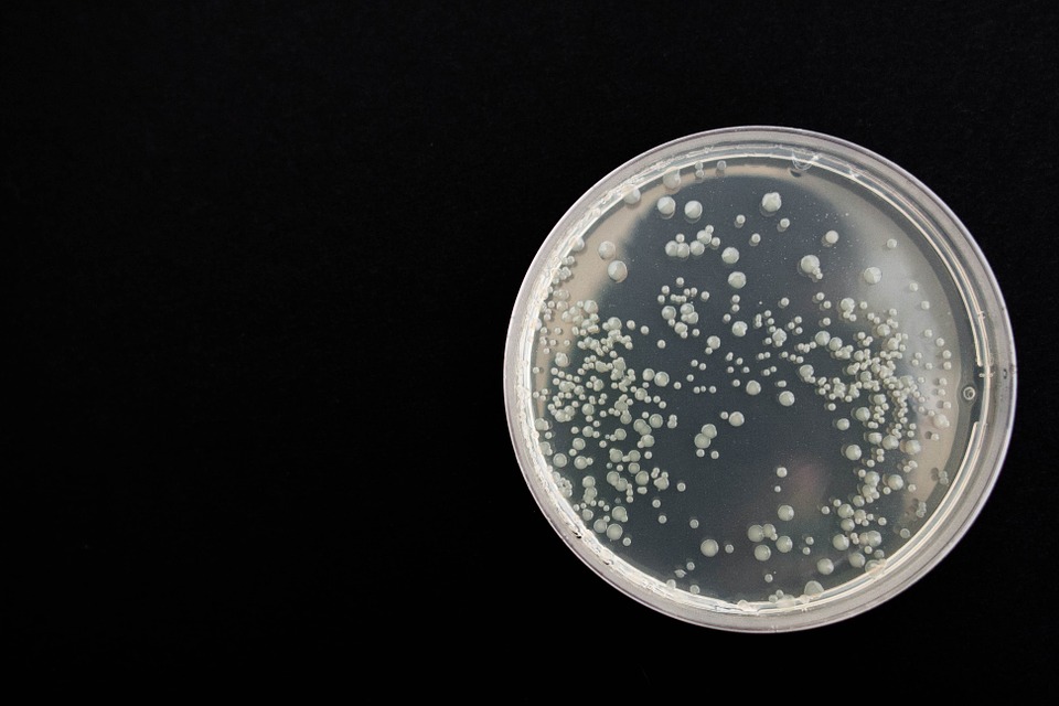 Ragadozó baktérium lehet az új antibiotikum