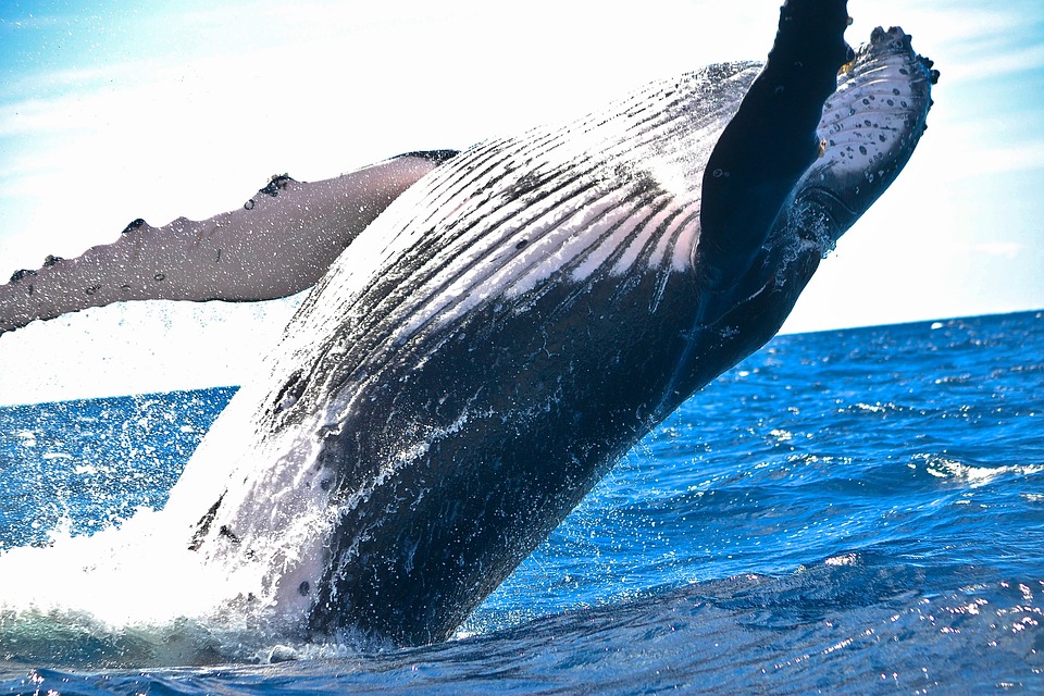 Az NMHH felhívta a figyelmet a Kék bálna-jelenséggel kapcsolatban