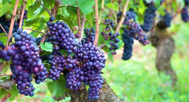 4,2 millió mázsa szőlő termett idén