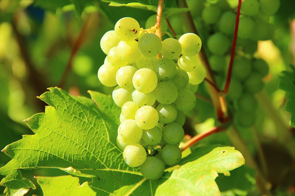 Több borvidéken is megjelent a szőlő aranyszínű sárgaság betegsége