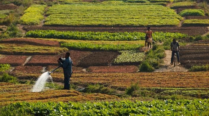 FAO a klímacsúcson: az agroökológia révén érhetjük el a klímaváltozás megállítását célzó vállalásainkat