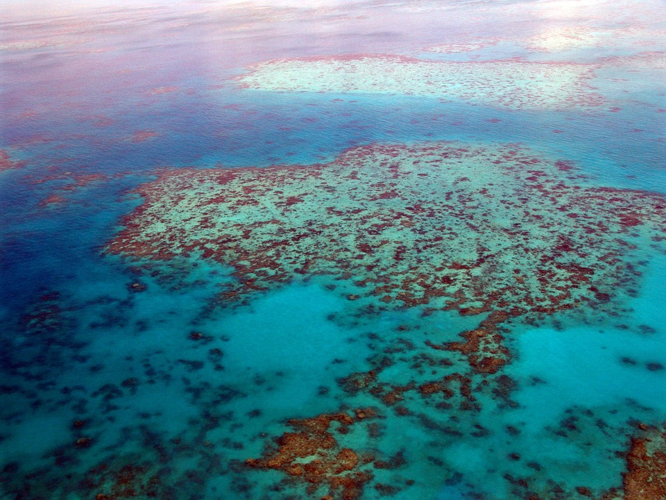 Nagymértékű korallpusztulás sújtja az ausztrál Nagy-korallzátony területét
