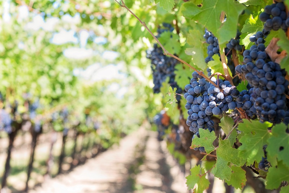 Eddig közel 4 millió mázsa szőlőt szüreteltek a gazdák