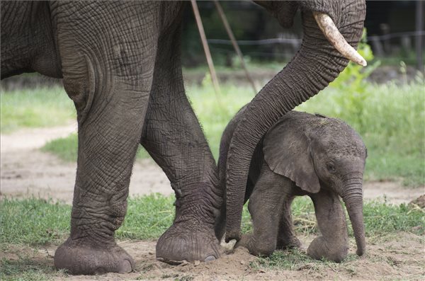 Afrikai elefántborjú született a Nyíregyházi Állatparkban