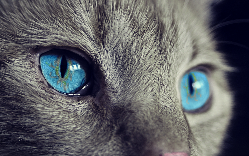 Mért allergiás olyan sok ember a macskákra?