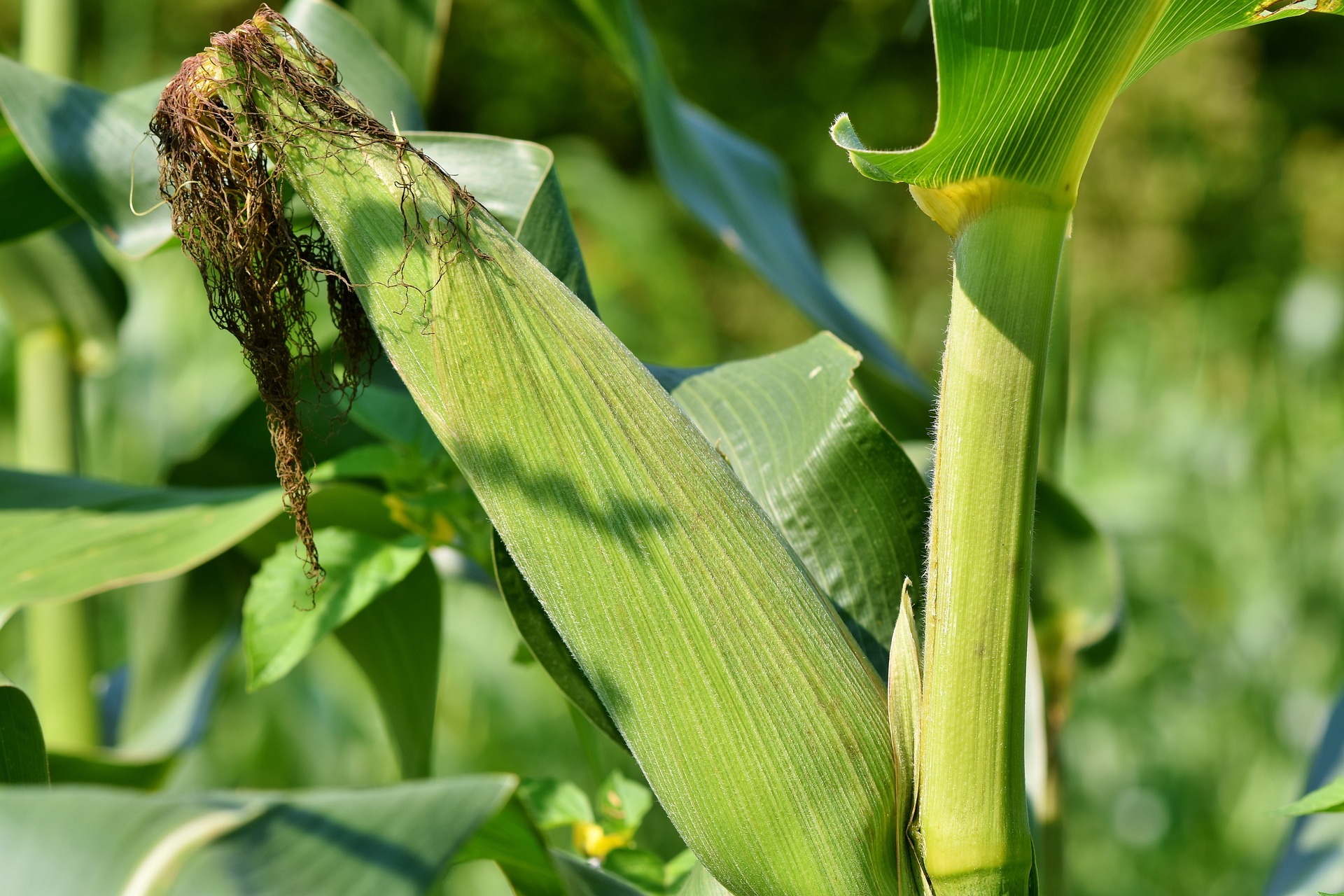 Leállt a kukorica aratása az időjárás miatt, de jó minőségű az eddigi termés