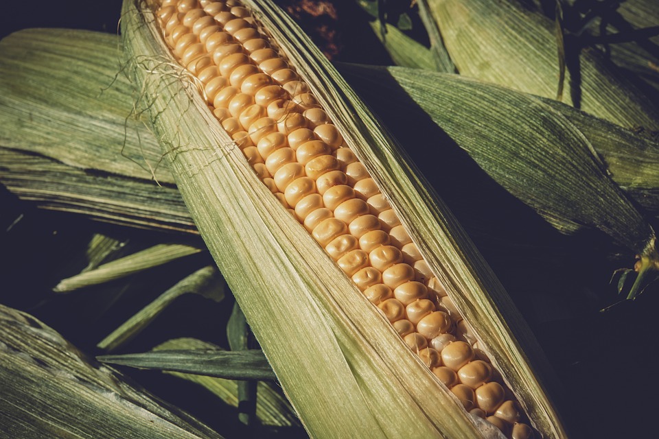 Jól halad a kukorica betakarítása Zala megyében