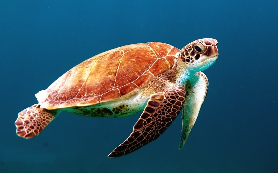 Minden teknősfajban találtak mikroműanyagot