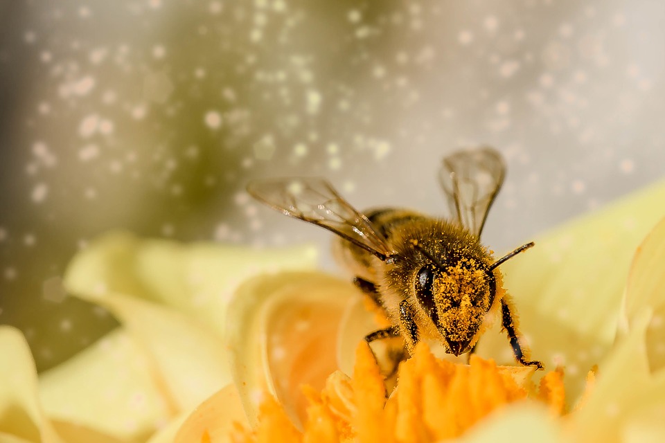 Az extrém hőség nem kedvez a méhészetnek