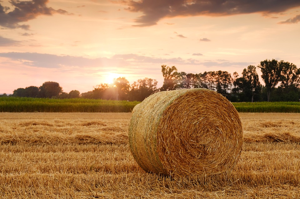 Tavaly stagnált a mezőgazdaság kibocsátása