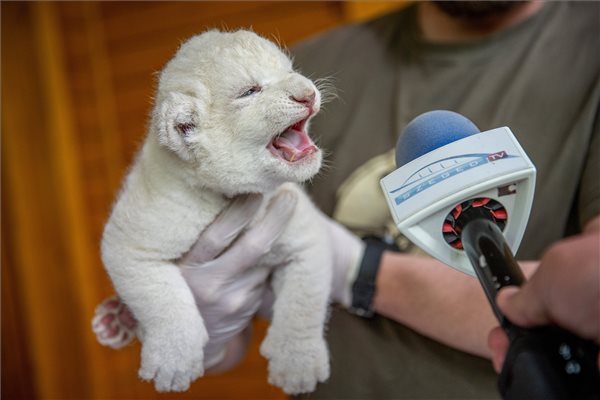 Ritka, fehér oroszlán született a Szegedi Vadasparkban