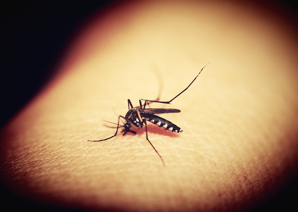 Kiterjesztették a szúnyoginvázió elleni védekezést
