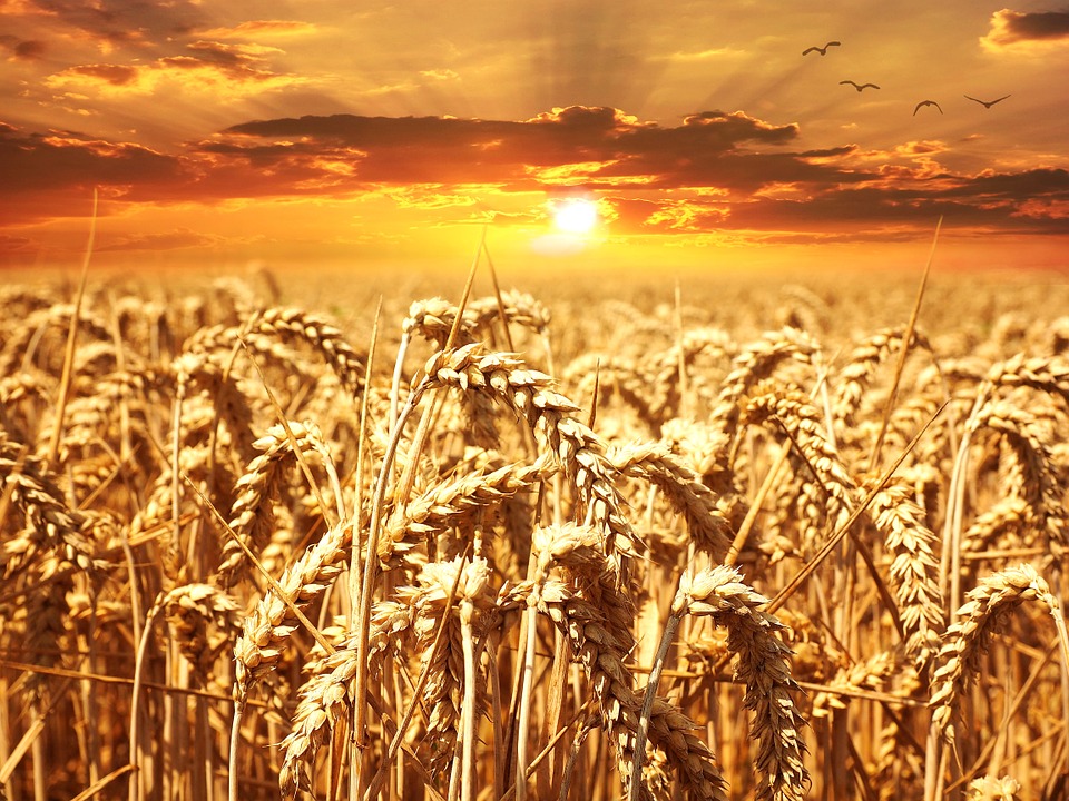 Csökken a világ gabonatermelése - a kereslet viszont növekszik...