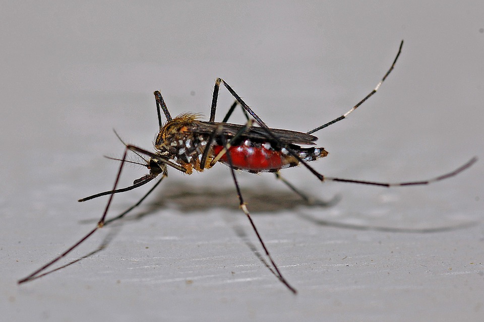 Százezer hektáron irtják a héten a szúnyogokat
