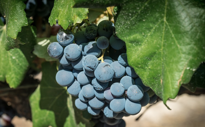 Idén se kedvez az időjárás a magyar bortermelőknek