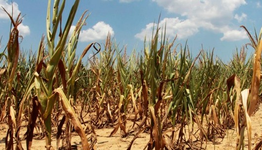 Erősödő szárazságra hívja fel a gazdák figyelmét a meteorológiai szolgálat