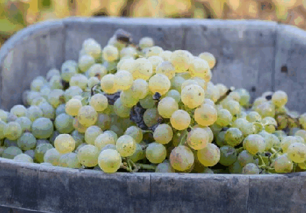 Indul az új borszőlő-telepítések engedélyezése
