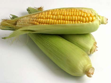 Több régióban leállt a kukorica aratása 