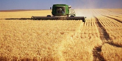 Világszerte nőtt a kalászos gabonák ára 