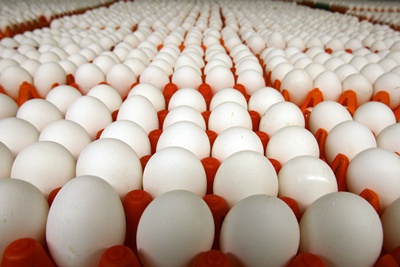 A kereskedők támogatását kérik a magyar tojástermelők
