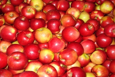 Túl alacsony az ipari alma ára?