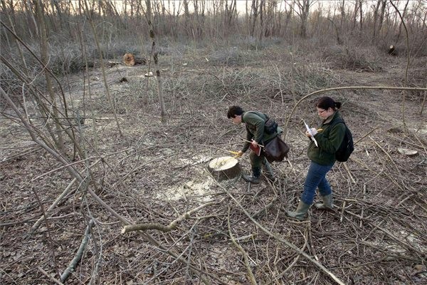 Százhektárnyi erdőt vágnak ki Romániában egy új lignitbánya megnyitása érdekében